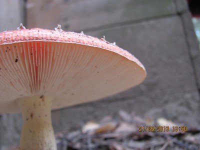 IMG7296JPG.jpg